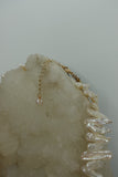 The Siren's Crown Necklace